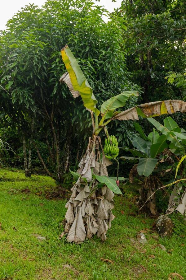 Rainforest Retreat 15 Min From The Beach ルキリョ エクステリア 写真